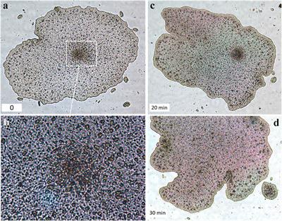 Expanding of Life Strategies in Placozoa: Insights From Long-Term Culturing of Trichoplax and Hoilungia